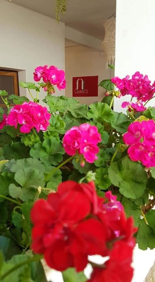 Hotel Casablanca Самайпата Екстериор снимка